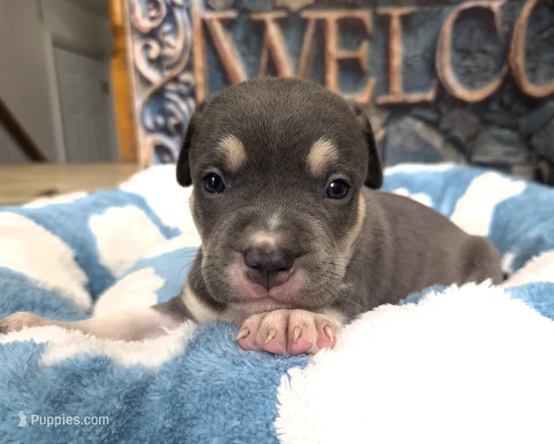 "MICHAEL JACKSON" BLUE NOSE TRI COLOR – American Bully, American Pit Bull Terrier puppy for sale in Newark, NJ