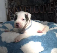 "THA ROCK" WHITE MERLE, a male American Bully for sale in Newark, NJ – 6 of 10