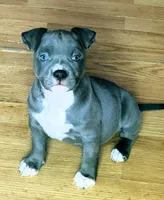 "AALIYAH", a female American Bully and American Pit Bull Terrier for sale in Newark, NJ – 6 of 10