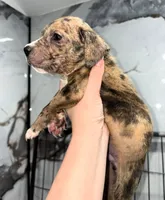 "AL B SURE" LILAC MERLE, a male American Bully and American Pit Bull Terrier for sale in Newark, NJ – 2 of 5