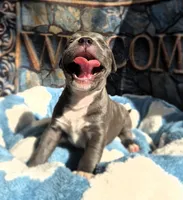 "DMX" BLUE NOSE / BLUE EYES, a male American Bully and American Pit Bull Terrier for sale in Newark, NJ – 7 of 10