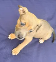 "AALIYAH"  LILAC TRI COLOR, a female American Bully and American Pit Bull Terrier for sale in Newark, NJ – 3 of 7