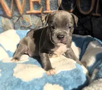 "DMX" BLUE NOSE / BLUE EYES, a male American Bully and American Pit Bull Terrier for sale in Newark, NJ – 4 of 10