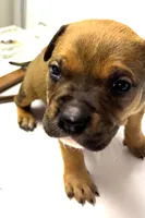 "SNOOP DOGG" LILAC TRI COLOR, a male American Bully for sale in Newark, NJ – 4 of 5