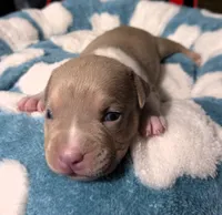"BRAD PITT"  LILAC TRI COLOR / UKC REGISTERED, a male American Bully for sale in Newark, NJ – 4 of 10