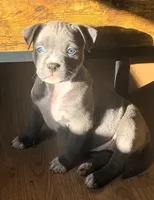 "AALIYAH", a female American Bully and American Pit Bull Terrier for sale in Newark, NJ – 4 of 10