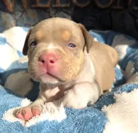 "AL B SURE" UKC REGISTERED, a male American Bully for sale in Newark, NJ – 2 of 10