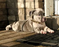 "THA ROCK" BLUE MERLE, a male American Bully for sale in Newark, NJ – 7 of 9