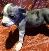 "SZA" MERLE BLUE NOSE, a female American Bully for sale in Newark, NJ – 2 of 6