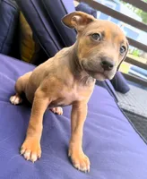 "AALIYAH"  LILAC TRI COLOR, a female American Bully and American Pit Bull Terrier for sale in Newark, NJ – 4 of 7