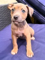 "AALIYAH"  LILAC TRI COLOR, a female American Bully and American Pit Bull Terrier for sale in Newark, NJ – 1 of 7