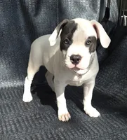 "SOFIA VERGARA", a female American Bully and American Pit Bull Terrier for sale in Newark, NJ – Photo 5 of 10
