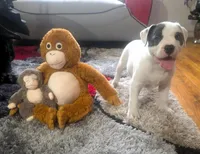 "SOFIA VERGARA", a female American Bully and American Pit Bull Terrier for sale in Newark, NJ – Photo 7 of 10