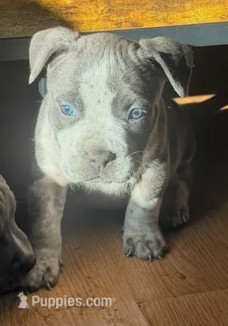 "AALIYAH" – American Bully, American Pit Bull Terrier puppy for sale in Newark, NJ