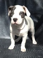 "SOFIA VERGARA", a female American Bully and American Pit Bull Terrier for sale in Newark, NJ – Photo 3 of 10