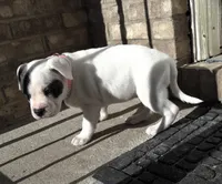 "SOFIA VERGARA", a female American Bully and American Pit Bull Terrier for sale in Newark, NJ – Photo 6 of 10