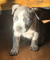 "AALIYAH", a female American Bully and American Pit Bull Terrier for sale in Newark, NJ – Photo 2 of 5