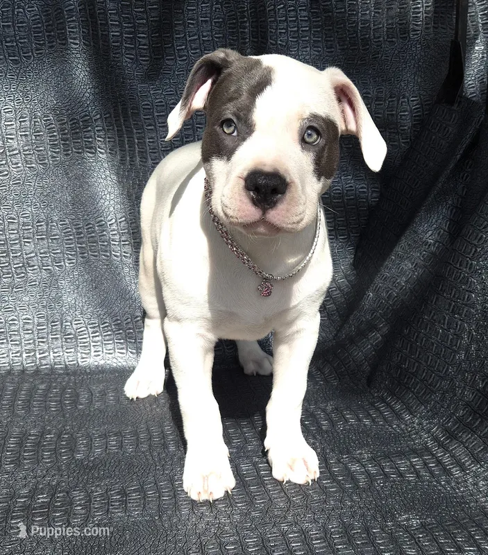 "SOFIA VERGARA" – American Bully, American Pit Bull Terrier puppy for sale in Newark, NJ