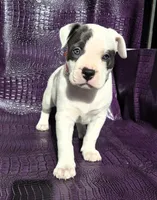 "SOFIA VERGARA", a female American Bully and American Pit Bull Terrier for sale in Newark, NJ – Photo 5 of 10
