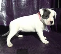 "SOFIA VERGARA", a female American Bully and American Pit Bull Terrier for sale in Newark, NJ – Photo 3 of 10