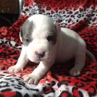 "CHRISTINA AGUILERA", a female American Bully and American Pit Bull Terrier for sale in Newark, NJ – Photo 7 of 10