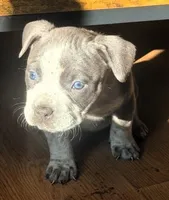 "AALIYAH", a female American Bully and American Pit Bull Terrier for sale in Newark, NJ – Photo 4 of 5