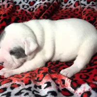 "CHRISTINA AGUILERA", a female American Bully and American Pit Bull Terrier for sale in Newark, NJ – Photo 6 of 10