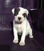 "SOFIA VERGARA", a female American Bully and American Pit Bull Terrier for sale in Newark, NJ – Photo 1 of 10