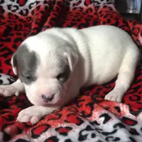 "CHRISTINA AGUILERA", a female American Bully and American Pit Bull Terrier for sale in Newark, NJ – Photo 2 of 10