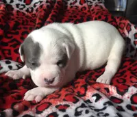 "CHRISTINA AGUILERA", a female American Bully and American Pit Bull Terrier for sale in New York, NY – Photo 2 of 10