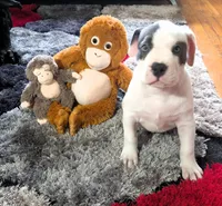 "SOFIA VERGARA", a female American Bully and American Pit Bull Terrier for sale in Newark, NJ – Photo 1 of 10