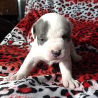 "CHRISTINA AGUILERA", a female American Bully and American Pit Bull Terrier for sale in Newark, NJ – Photo 3 of 10
