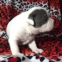 "CHRISTINA AGUILERA", a female American Bully and American Pit Bull Terrier for sale in Newark, NJ – Photo 8 of 10