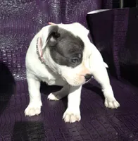 "SOFIA VERGARA", a female American Bully and American Pit Bull Terrier for sale in Newark, NJ – Photo 8 of 10