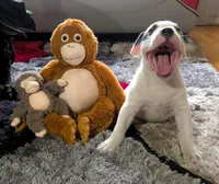 "SOFIA VERGARA", a female American Bully and American Pit Bull Terrier for sale in Newark, NJ – Photo 3 of 10