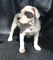 "SOFIA VERGARA", a female American Bully and American Pit Bull Terrier for sale in Newark, NJ – Photo 2 of 10