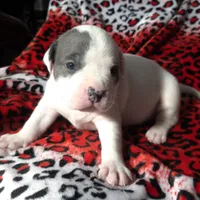 "CHRISTINA AGUILERA", a female American Bully and American Pit Bull Terrier for sale in Newark, NJ – Photo 1 of 10