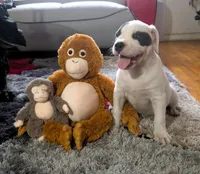 "SOFIA VERGARA", a female American Bully and American Pit Bull Terrier for sale in Newark, NJ – Photo 5 of 10