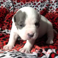 "CHRISTINA AGUILERA", a female American Bully and American Pit Bull Terrier for sale in Newark, NJ – Photo 5 of 10