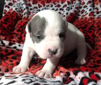 "CHRISTINA AGUILERA", a female American Bully and American Pit Bull Terrier for sale in New York, NY – Photo 5 of 10