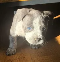 "AALIYAH", a female American Bully and American Pit Bull Terrier for sale in Newark, NJ – Photo 3 of 5
