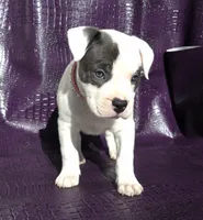 "SOFIA VERGARA", a female American Bully and American Pit Bull Terrier for sale in Newark, NJ – Photo 7 of 10