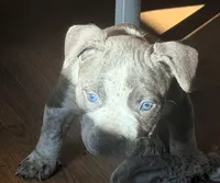 "AALIYAH", a female American Bully and American Pit Bull Terrier for sale in Newark, NJ – Photo 5 of 5