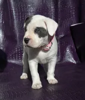 "SOFIA VERGARA", a female American Bully and American Pit Bull Terrier for sale in Newark, NJ – Photo 4 of 10
