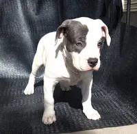 "SOFIA VERGARA", a female American Bully and American Pit Bull Terrier for sale in Newark, NJ – Photo 7 of 10