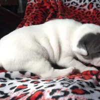 "CHRISTINA AGUILERA", a female American Bully and American Pit Bull Terrier for sale in Newark, NJ – Photo 4 of 10