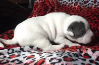 "CHRISTINA AGUILERA", a female American Bully and American Pit Bull Terrier for sale in New York, NY – Photo 4 of 10