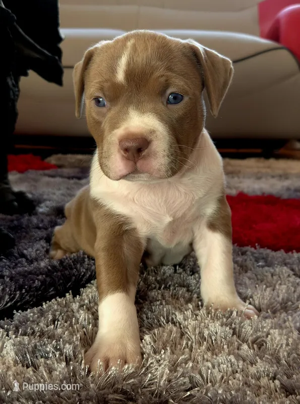 "MEG THA STALLION" LILAC MERLE