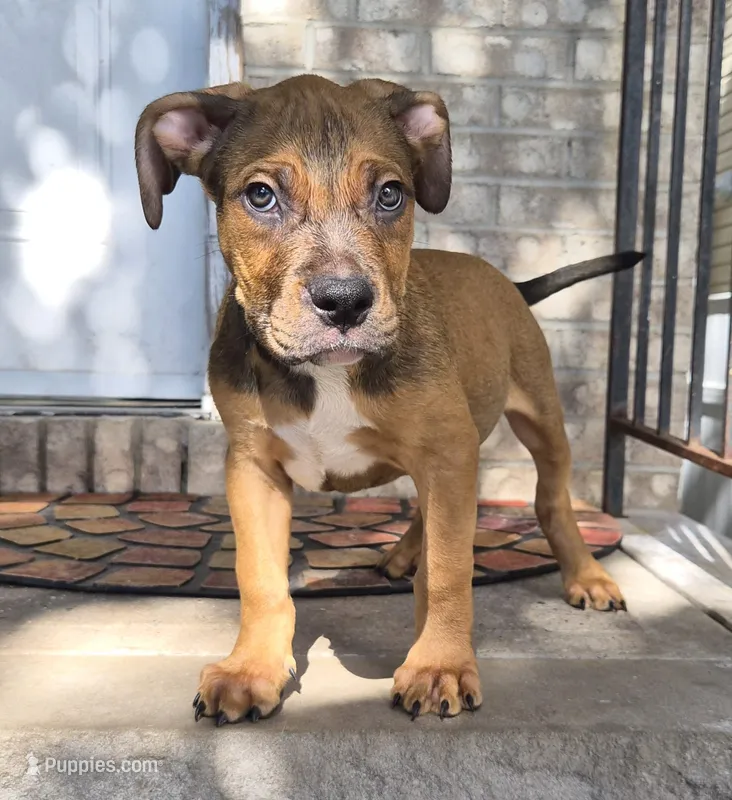 "SNOOP DOGG" LILAC TRI COLOR BLUE EYES – American Bully puppy for sale in Newark, NJ