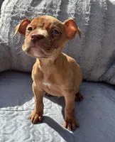 "LUDARIS" LILAC QUAD MERLE, a male American Bully and American Pit Bull Terrier for sale in Newark, NJ – 5 of 7